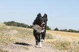 BORDER COLLIE 145